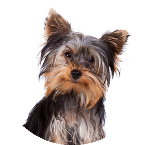 Kirk. Cap'n James T.